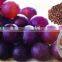 GMP manufacturer supply 95%OPC Grape Seed Extract Supplement