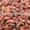wholesale red melon seeds with big size natural color