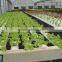 Agricultural hydroponic lettuce cultivation greenhouse