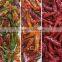 Mini Grains Color Sorter Equipment with Superb After-sale Service