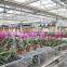 Galvanized steel structure pc sheet cover used commercial greenhouses