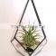 Kure Beach Sea Shells Black Metal Pyramid Ionantha Air Plant Glass Terrarium