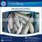 Frozen Indian Mackerel Fish at Low Price for Bulk Purchase