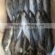 Jack mackerel fish china wholesale