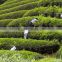 Japanese Green Tea Powder organic Matcha grown in Uji Kyoto Harima en