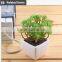 Wholesale  china succulent plants with pots