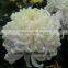 inviting fresh cut chrysanthemum flower fresh cut lotus flowers single white chrysanthemum no intermediate