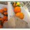 Bubble ozone vegetable washing machine