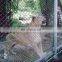 Xinhai high quality large animal cages for sale