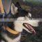 manufacture dog products supplier collar and leash set for pets accept custom