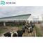 Cow farm building shed sheep farms building