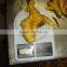 ginger berst quality with good price