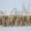 Wholesale Plume Feather Fringe Cheap Natural Rooster Feather Trims