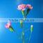 2016 Most popular long stem fresh spray carnations cuttings