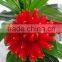 China wholesale home decoration artificial bonsai tree plastic artificial plants bonsai handmade artificial bonsai