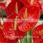 high quality fresh cut red flower anthurium for selling