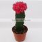 Mini tropical cactus for desk decoration flowering perennials