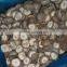 Fujian origin frozen champignon white mushroom from China