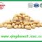 Blanched peanut for sale from china in long type red skin china with big size peanut