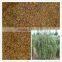 2014 Newly Goji seeds Chinese wolfberry seeds Lycium For Sowing