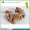 Radix Notoginseng High Worth for Health Notoginseng Radix ET Rhizoma