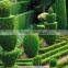 Natural plants type Graden landscape