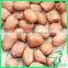 Blanched Peanut Kernel Wholesale With Red Skin