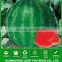 MW06 Huaguo dark green stripe big seedless watermelon seeds for open field