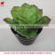 Wholesale artificial plants mini succulents for indoor decoration