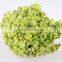 Top Selling Fresh Cut Flower Hydrangea Natural Flower For Mother's Gift Decorations Wholesale From China