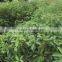natural and pure borneol for medical use