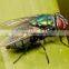 Wholesale price 10% Beta -cypermethrin kill mosquitos flies flee in home hotel office park
