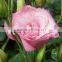 Fashionable unique eustoma pink fresh flower