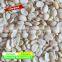 Broad bean / mung bean / lentil / dal bean dehulling machine