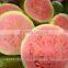 Pink ,White Guava Export in India