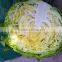 New Corp Round Purple Cabbage Fresh Cabbage