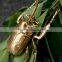 2016 Hot selling metal insects garden decoration