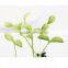 Fashion Unisex Bean Sprouts Flower Fruits Plants Grass Hairpins Funny Antenna Hairpins/Hair Clips TD50B