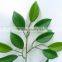 Factory Direct H54cm Green Artificial Silk Ficus Leaves