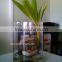 custom acrylic round terrarium vase