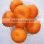 Fresh Baby Mandarin Orange Citrus Fruits