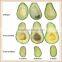 Fruit Keep Freshing Agent 1-Methylcyclopropene