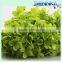 Hobby Lobby Wholesale Flowers Hydrangea Wholesale Preserved Flower Green Nautral Hydrangea For Festival Use