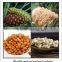 100% pure pine nut oil physical cold pressed nutritional and health for people