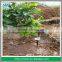 Fruit Tree Sprinkler Irrigation System Using Impulse Sprinkler