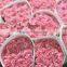 Carnation flower fresh cut carnation