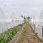 Single-Span Agricultural Greenhouses Type and Large Size Single Span greenhouse