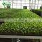 Polycarbonate Greenhouse Planting Table And Planting Benches