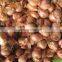 Tufted Store Leek Bulb Onion Dice Frozen Shallot