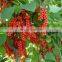 Water Soluble 10:1 Schisandra berries fruit extract